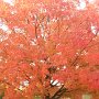 Courtesy: Varsha Tripathi from Ohio<br />The Color says it all...<br />